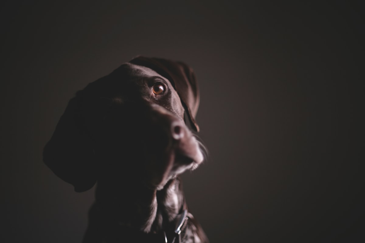 Schäferhund beim Wesenstest im Freien