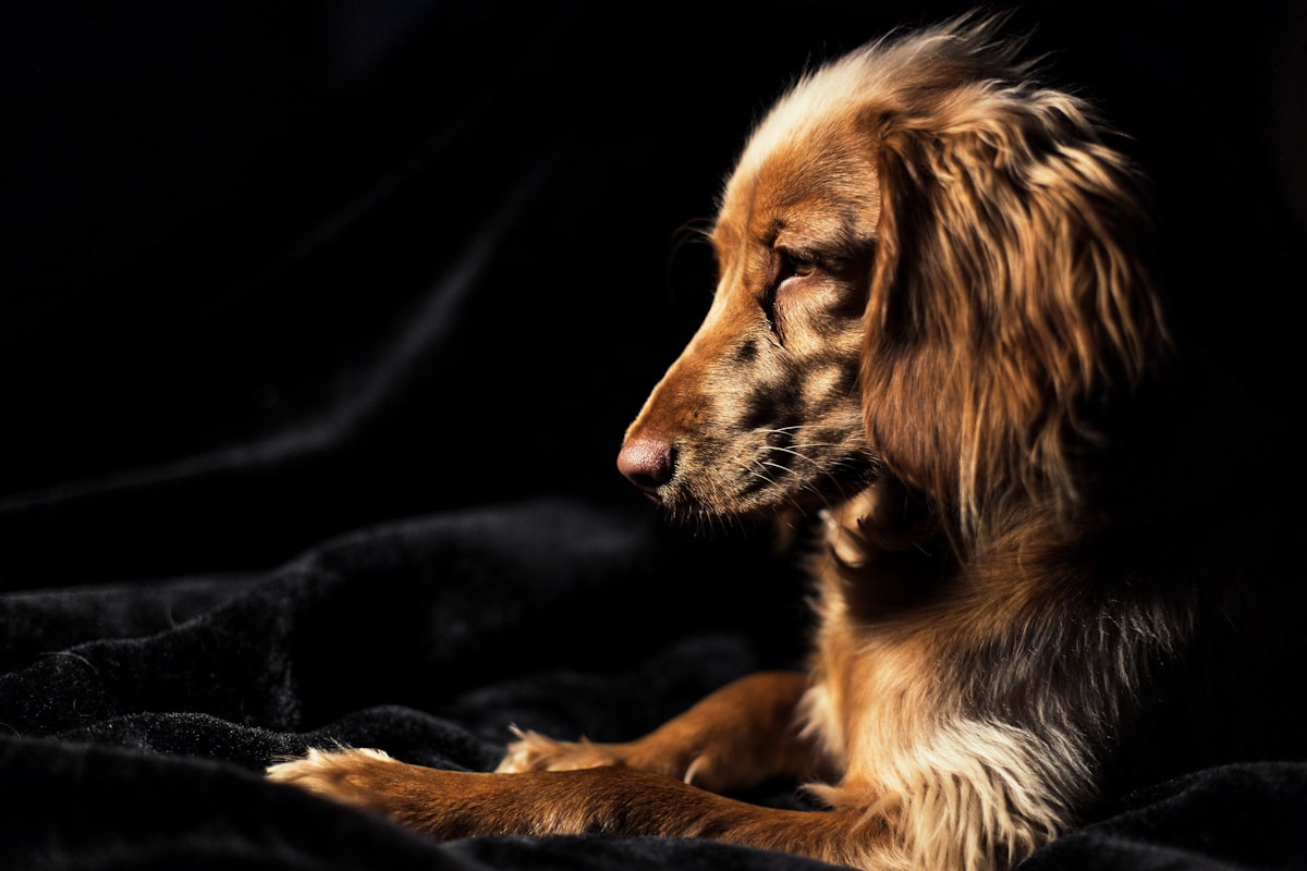 Hund bei der Verhaltensbeurteilung