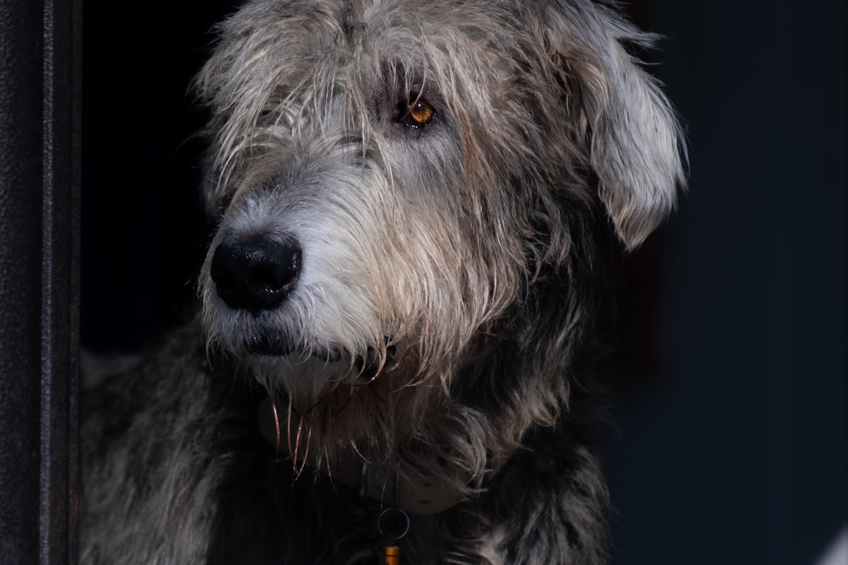 Hund schaut ängstlich aus dem Fenster – Trennungsangst