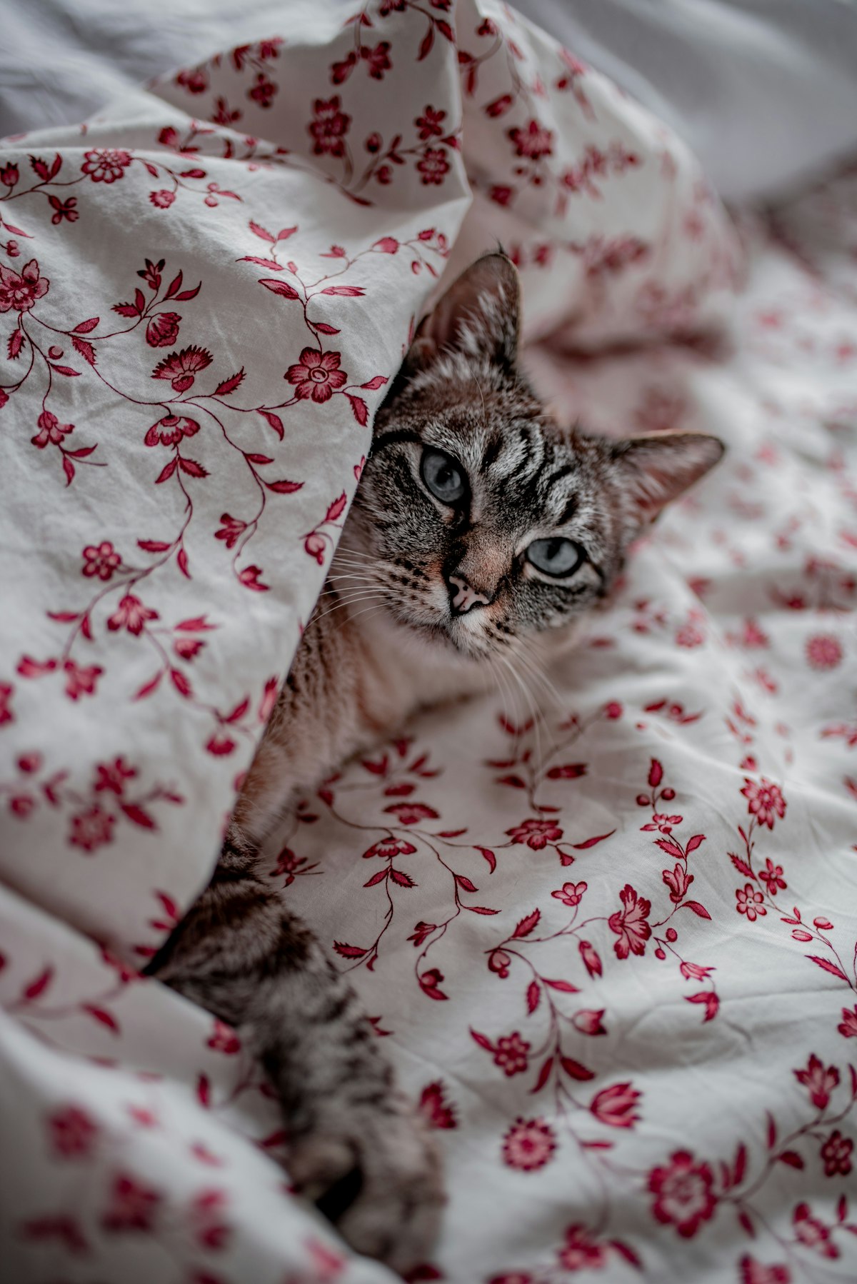Katze versteckt sich ängstlich unter einer Decke
